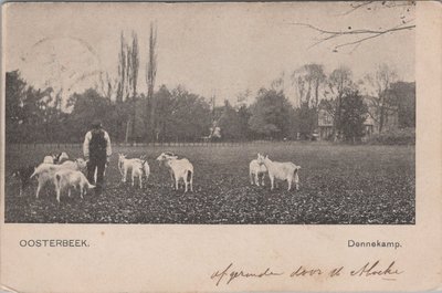 OOSTERBEEK - Dennekamp