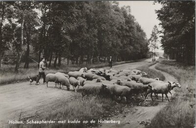 HOLTEN - Schaapherder met kudde op de Holterberg