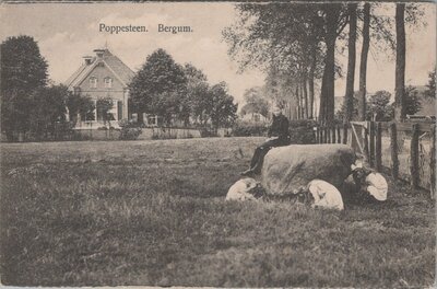 BERGUM - Poppesteen