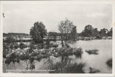 LEERSUM - Meeuwenkolonie Leersumse plassen