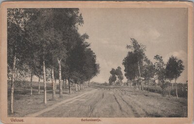 VELUWE - Berkenlaantje