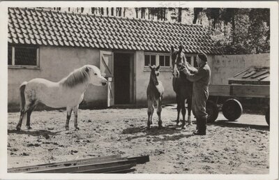SOEST - Sanatorium Zonnegloren te Soest. Merrie met veulen en de poney op de boerderij
