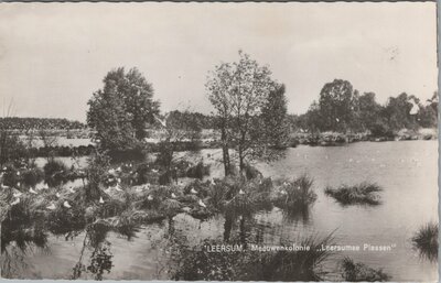 LEERSUM - Meeuwenkolonie Leersumse Plassen