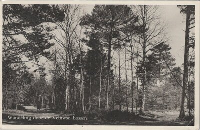 VELUWE - Wandeling door de Veluwse bossen