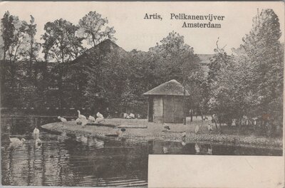 AMSTERDAM - Artis, Pelikanenvijver