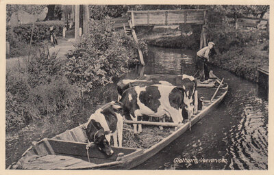 GIETHOORN - Veevervoer
