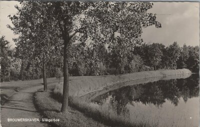 BROUWERSHAVEN - Slingerbos