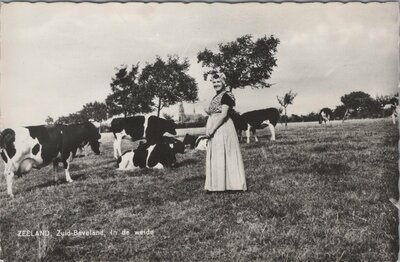 ZUID-BEVELAND - In de weide