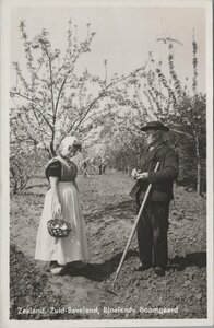 ZUID-BEVELAND - Bloeiende Boomgaard.