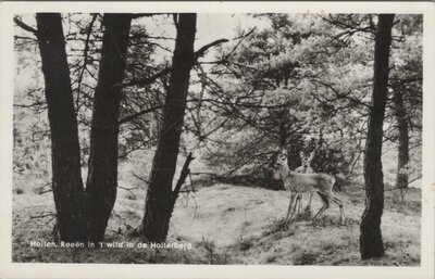 HOLTEN - Reeën in 't wild in de Holterberg