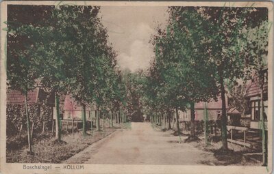 KOLLUM - Boschsingel
