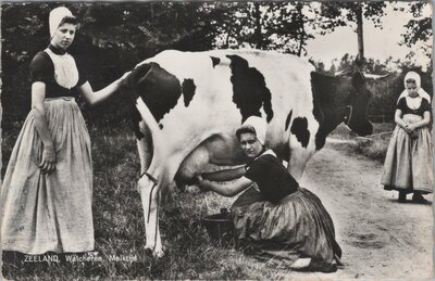 ZEELAND - Walcheren, melktijd