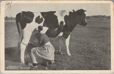 WALCHEREN - Melktijd