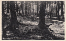 VELUWE - Dennebos op de Veluwe