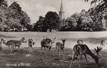 STEENWIJK - In het Park