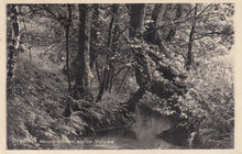 VELUWE - Ongerept Natuurschoon op de Veluwe