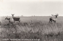 VIERHOUTEN - Edelherten (bok met hinden) in de bronstijd