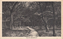 VELUWE - Veluws Bosgezicht