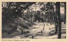 VELUWE - Een der mooie Fietspaden op de Veluwe