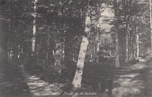VELUWE - Bosch op de Veluwe