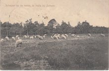 HALLE - Schapen op de Heide te Halle bij Zelhem