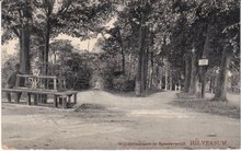HILVERSUM - Wilhelminaboom in Spanderwoud