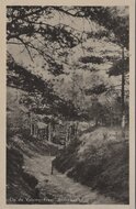 VELUWE - Fraai Boschpad