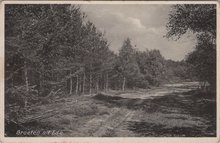 EDE - Bosgezicht