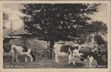 VELUWE - Op de Veluwe Landelijk tafereel