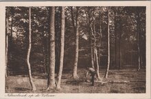 VELUWE - Natuurbosch op de Veluwe