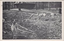 ZEIST - Hertenkamp