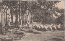 LAREN N.H. - Groet uit Laren, herder met schapen