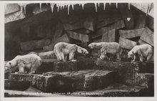 EMMEN - Noorder - Dierenpark - Emmen. IJsberen (Rusland en Noorwegen)