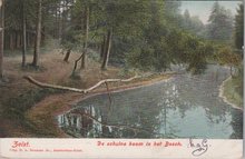 ZEIST - De schuine boom in het Bosch