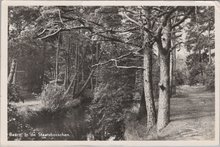BAARN - In de Staatsbosschen