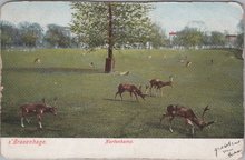 S GRAVENHAGE - Hertenkamp