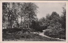 DOORN - Bospad in Stamerbos