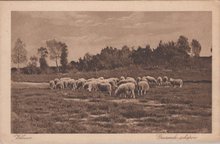 VELUWE - Grazende schapen