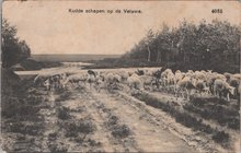 VELUWE - Kudde schapen op de Veluwe
