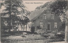 NIEUWENHOORN - Pauwe stee