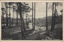 VELUWE - Een der fraaie Fietspaden