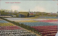 NEDERLAND - Groeten uit het Bollenland