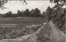 SCHAARSBERGEN - Bos en Heide