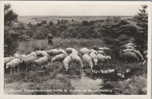OMMEN - Schaapherder met kudde bij de bron op de Lemelerberg