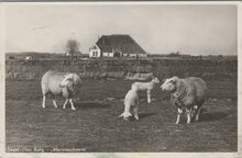 TEXEL - DEN BURG - Hermanshoeve