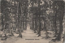 ERMELO - Ermelosche bosch
