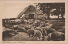 VELUWE - Schapen op de Veluwe