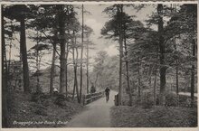 ZEIST - Bruggetje in het Bosch