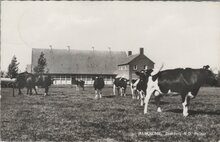 MARKNESSE - Boederij N.O. Polder