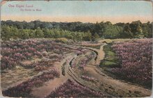 NEDERLAND - Ons eigen land. De Heide in Bloei